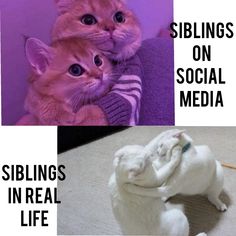 Memes Siblings Meme Funny, Sibling Memes Funny, Funny Sibling Pictures, Reverse Robins, Sister Meme, Short Memes