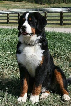 a black, white and brown dog sitting in the grass near a fenced area