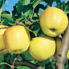 several yellow apples are growing on the tree