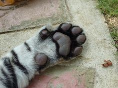 the paw of a dog that is laying down