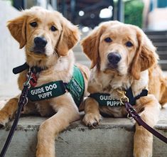 two golden retriever puppies sitting on steps wearing collars and leashes with guide dogs written on them