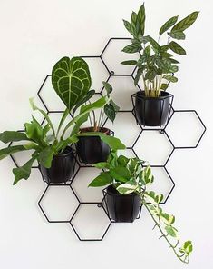 several potted plants are arranged on a hexagonal wall