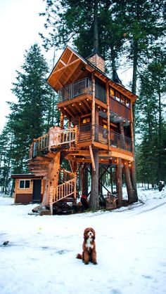 a dog sitting in front of a tree house