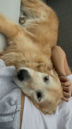 Golden retriever cuddles at night Golden Retriever Snow, Golden Retriever Aesthetic, Post Grad, Puppy Care, Secret Society