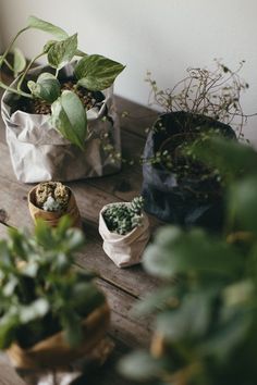 some plants are sitting on a wooden table