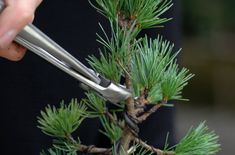 someone is trimming a pine tree with scissors