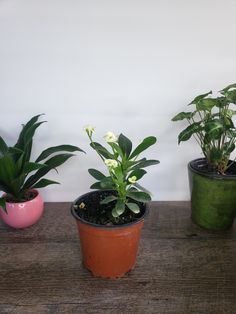 three potted plants sitting on top of a wooden table