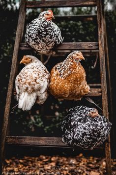 four chickens sitting on top of a wooden ladder