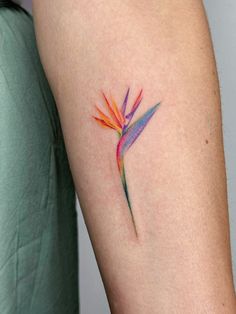 a colorful bird of paradise tattoo on the arm