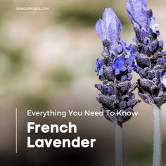 three lavender flowers with the words everything you need to know about french lavender