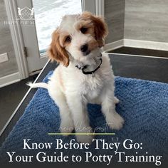 a small white dog sitting on top of a blue rug with the words know before they go your guide to potty training