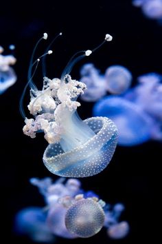 an image of jellyfish in the water