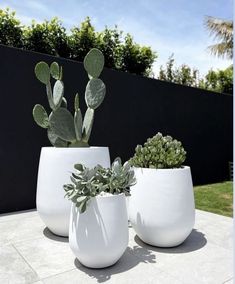 three white vases with plants in them on a table