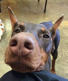 a close up of a dog's face with another dog in the back ground