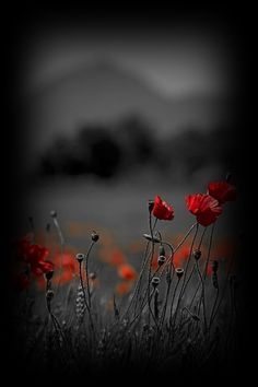 black and white photo with red flowers in the foreground, dark sky behind it