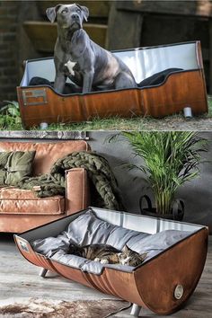 a dog sitting on top of a couch next to a mirror