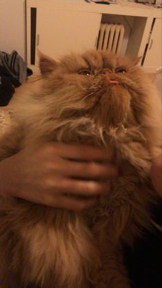 a fluffy cat being held by someone in front of a computer desk and bookshelf