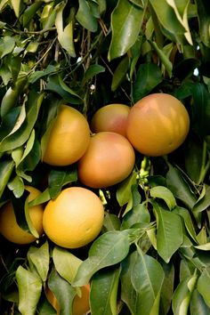 the fruit is growing on the tree and ready to be picked from it's branches