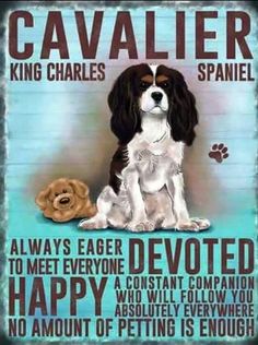 a sign with a dog and a teddy bear on it that says cavalier king charles spaniels