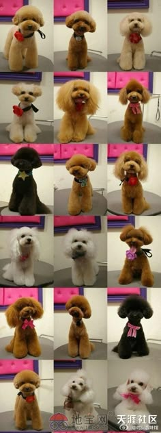 many different pictures of stuffed dogs with their mouths open and tongues out, in various poses