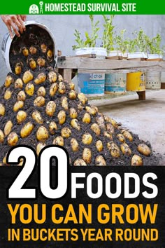 the cover of 20 foods you can grow in buckets year round, featuring potatoes