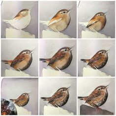 six pictures of different birds sitting on top of each other