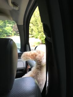 a small dog sitting in the driver's seat of a car looking out the window