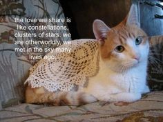 an orange and white cat laying on top of a couch next to a lace doily