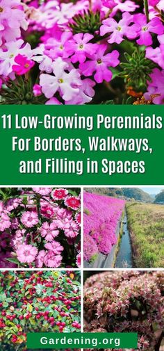 flowers and plants with the title 11 low - growing perennials for borders, walkways, and filling in spaces