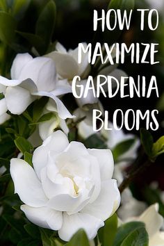 white flowers with the words how to maximumize gardenia blooms on it's side