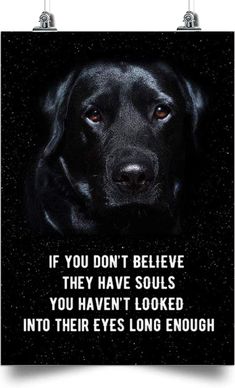 a black dog with the words if you don't believe they have souls, you haven't looked into their eyes long enough