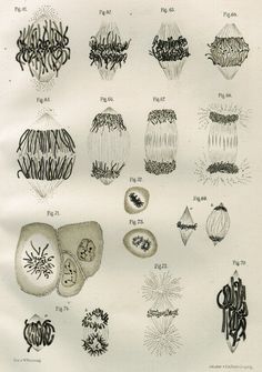 an image of different types of plants and animals in black and white ink on paper