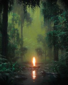 a fire in the middle of a forest filled with lots of trees and water at night