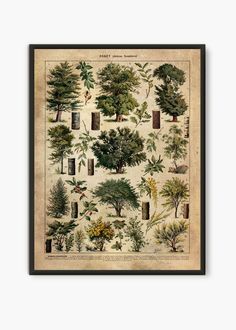 a poster with trees and plants on it