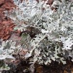 a close up of a plant on a rock