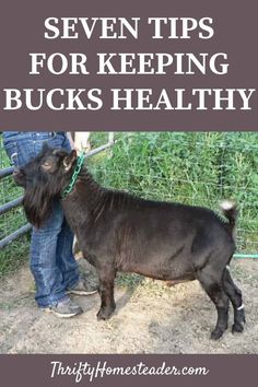 a black goat standing next to a fence with the words seven tips for keeping bucks healthy