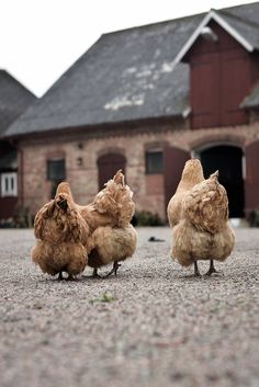 three chickens standing on gravel in front of a barn with red brick walls and windows