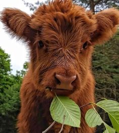 a close up of a brown cow with leaves in it's mouth and looking at the camera