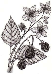 an ink drawing of flowers and leaves