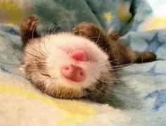 a ferret is laying on its back with it's head sticking out from under the blanket