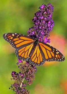 a butterfly sitting on top of a purple flower