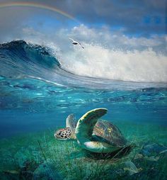 a turtle swimming in the ocean with a rainbow above it and a bird flying overhead