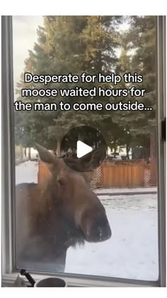 an image of a moose looking out the window at someone else who is on the other side