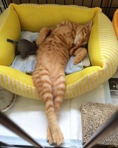 an orange cat sleeping in a yellow and white bed