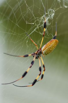 a close up of a spider on its web