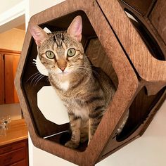 a cat sitting in a wooden hexagonal shelf