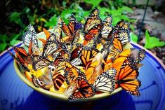 a bowl filled with lots of butterflies sitting on top of a blue plate