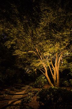 a tree lit up at night in the dark with steps leading to it and lights on