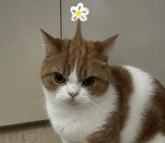 an orange and white cat with a flower on it's head