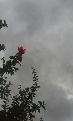 a red rose is blooming on the top of a tree branch against a cloudy sky